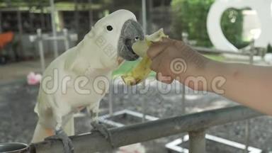 大白鹦鹉吃香蕉股票录像